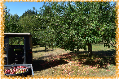 Apfelernte im Herbst